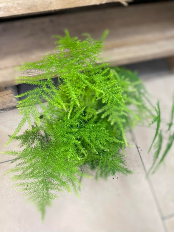 Asparagus setaceus (5).jpg