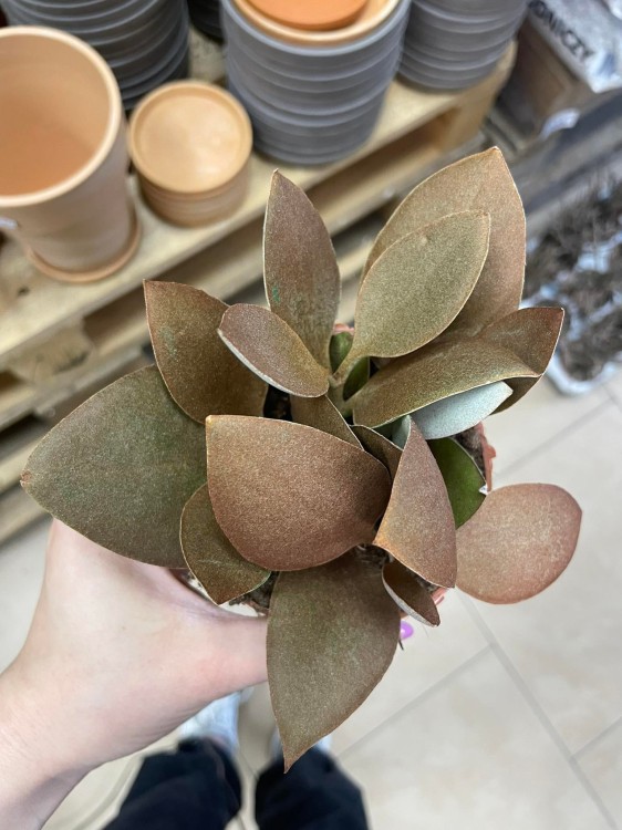 kalanchoe orygalis CYNAMONOWE  (1).jpg