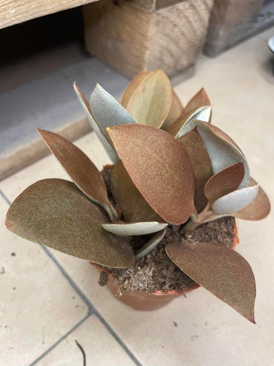 kalanchoe orygalis CYNAMONOWE  (2).jpg