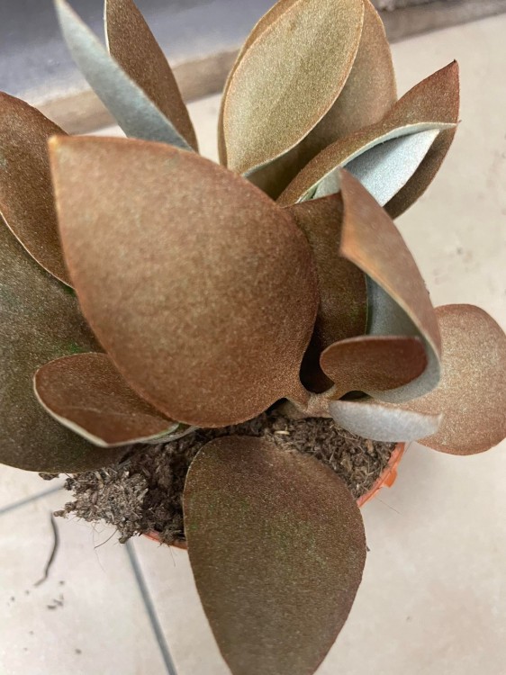 kalanchoe orygalis CYNAMONOWE  (3).jpg