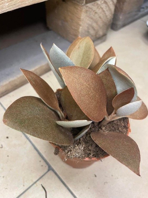 kalanchoe orygalis CYNAMONOWE  (4).jpg
