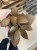 kalanchoe orygalis CYNAMONOWE  (7).jpg
