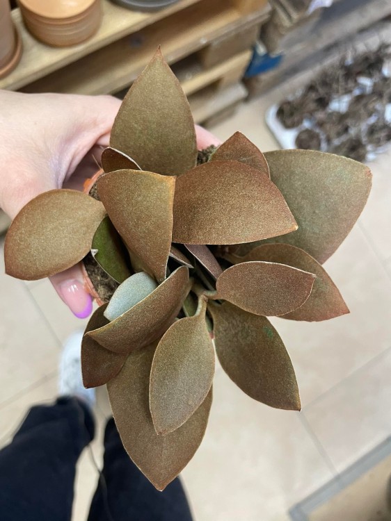 kalanchoe orygalis CYNAMONOWE  (7).jpg