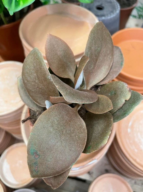 kalanchoe orygalis CYNAMONOWE  (8).jpg