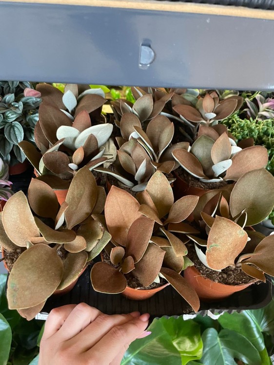 kalanchoe orygalis CYNAMONOWE  (9).jpg