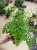 Adiantum raddi. 'Fragrans' (1).jpg