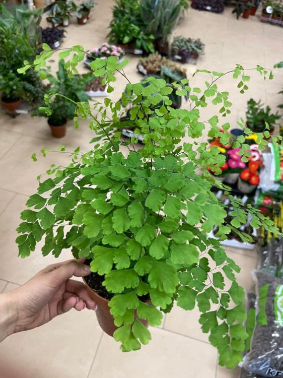 Adiantum raddi. 'Fragrans' (1).jpg