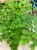Adiantum raddi. 'Fragrans' (2).jpg