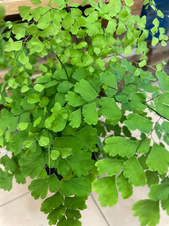 Adiantum raddi. 'Fragrans' (2).jpg