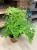 Adiantum raddi. 'Fragrans' (3).jpg