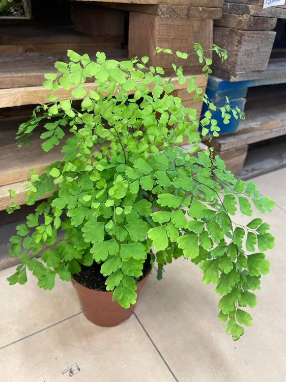 Adiantum raddi. 'Fragrans' (3).jpg