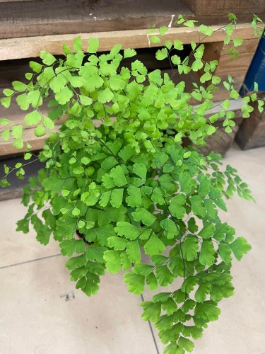 Adiantum raddi. 'Fragrans' (4).jpg