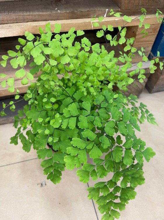 Adiantum raddi. 'Fragrans' (4).jpg
