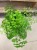 Adiantum raddi. 'Fragrans' (5).jpg