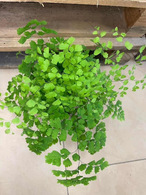 Adiantum raddi. 'Fragrans' (5).jpg