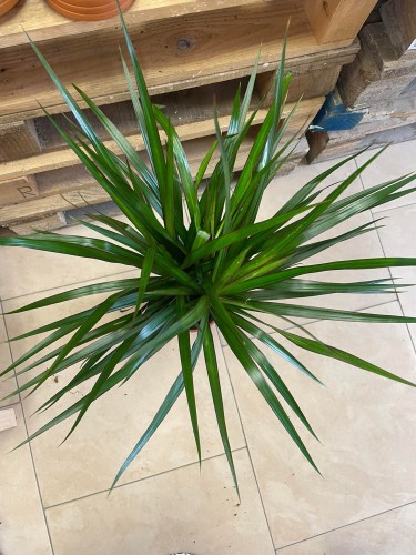 dracaena marginata (3).jpg