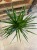 dracaena marginata (3).jpg