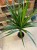 dracaena marginata (5).jpg