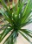 dracaena marginata (2).jpg