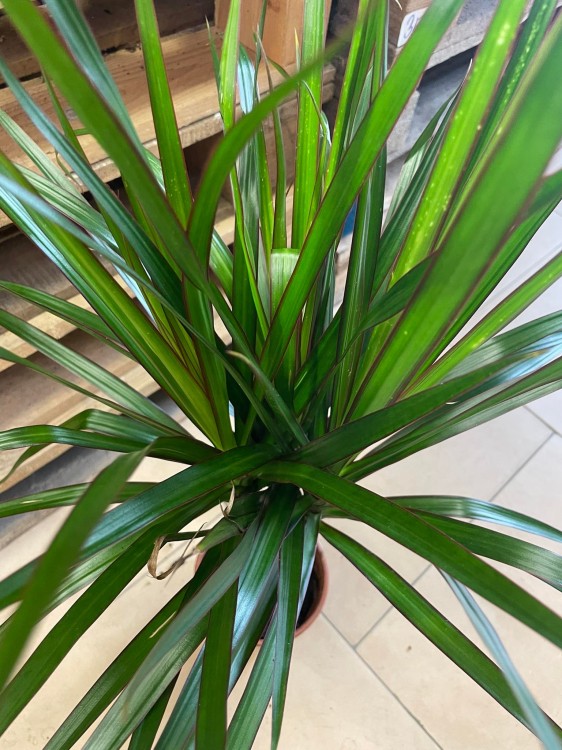 dracaena marginata (2).jpg