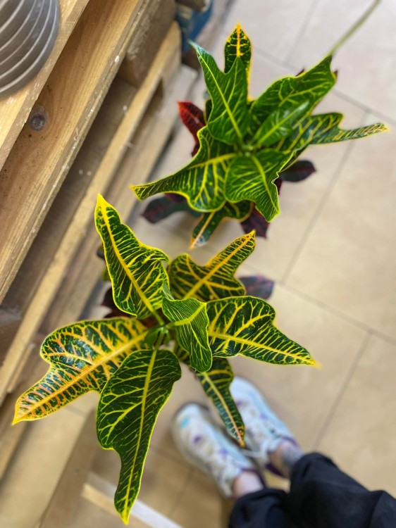 Codiaeum var. GR 'Excellent' (2).jpg