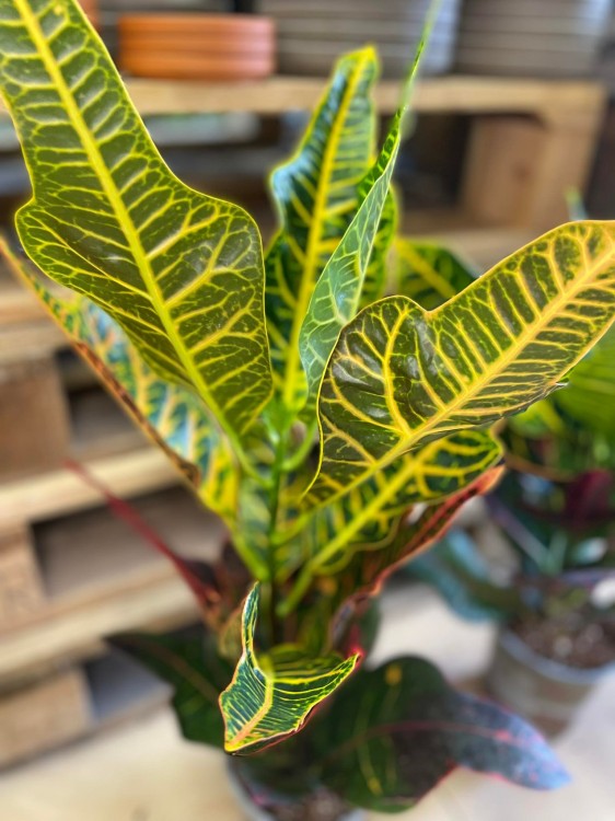 Codiaeum var. GR 'Excellent' (3).jpg