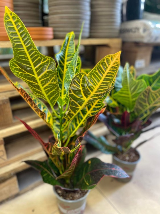 Codiaeum var. GR 'Excellent' (4).jpg