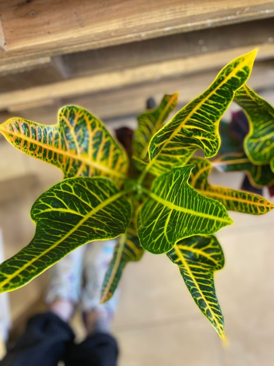 Codiaeum var. GR 'Excellent' (5).jpg