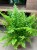 Nephrolepis exal. 'Boston BlueBell' (1).jpg