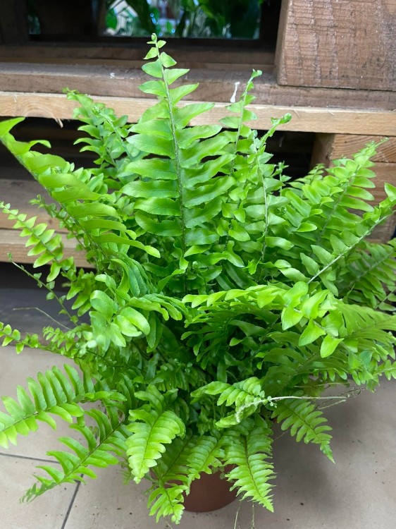 Nephrolepis exal. 'Boston BlueBell' (1).jpg