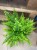 Nephrolepis exal. 'Boston BlueBell' (2).jpg