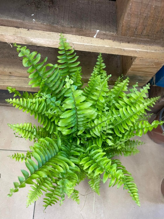 Nephrolepis exal. 'Boston BlueBell' (2).jpg
