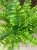 Nephrolepis exal. 'Boston BlueBell' (3).jpg