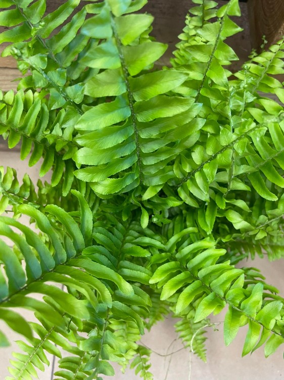 Nephrolepis exal. 'Boston BlueBell' (3).jpg