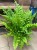 Nephrolepis exal. 'Boston BlueBell' (4).jpg