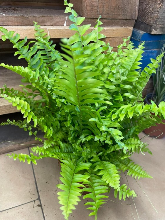 Nephrolepis exal. 'Boston BlueBell' (4).jpg