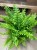 Nephrolepis exal. 'Boston BlueBell' (5).jpg