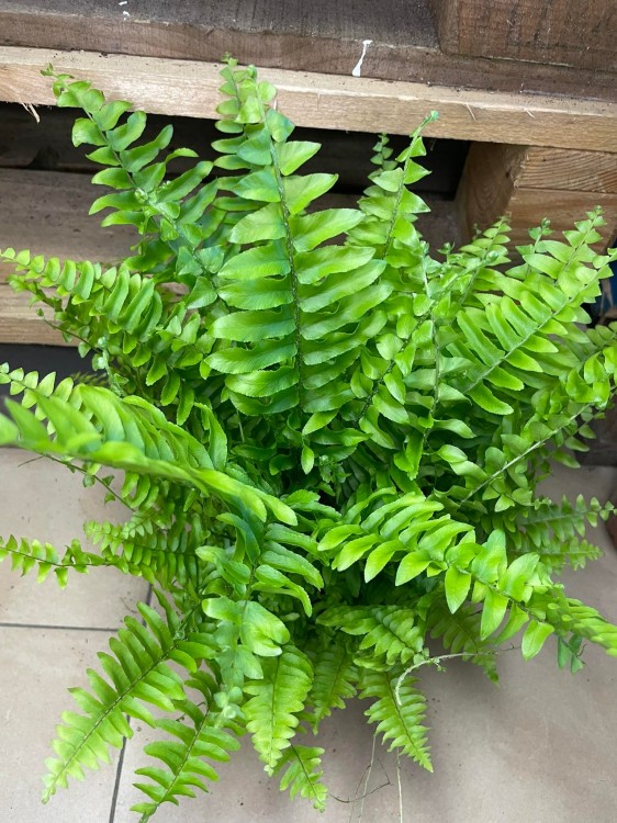 Nephrolepis exal. 'Boston BlueBell' (5).jpg