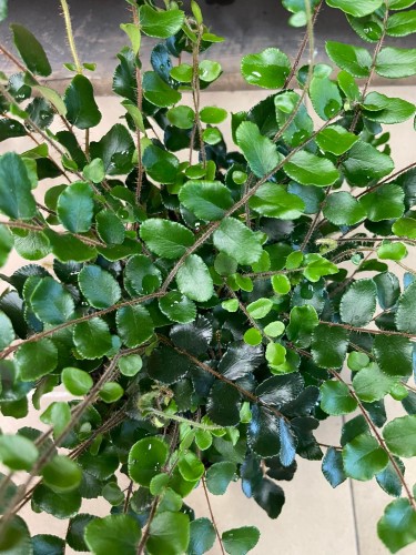 Pellaea rotundifolia paproć (3).jpg