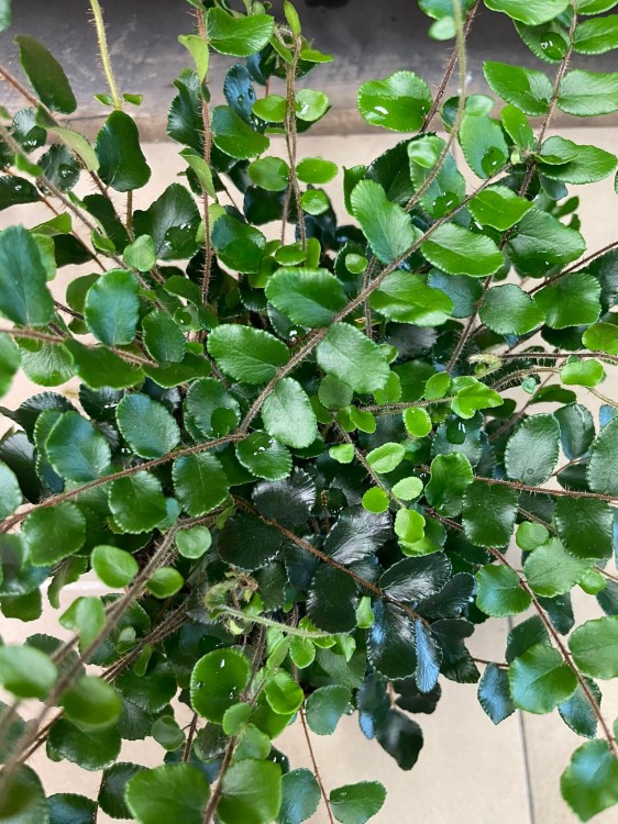Pellaea rotundifolia paproć (3).jpg