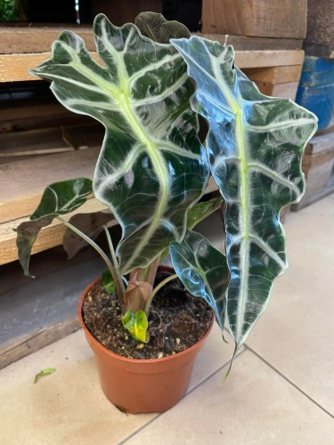 Alocasia amazonica 'Polly' (1).jpg