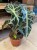 Alocasia amazonica 'Polly' (1).jpg