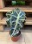 Alocasia amazonica 'Polly' (2).jpg