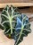 Alocasia amazonica 'Polly' (3).jpg