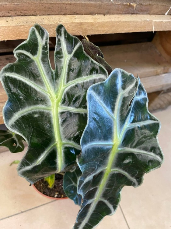 Alocasia amazonica 'Polly' (3).jpg