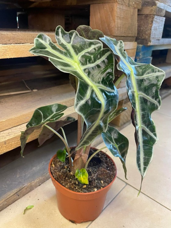 Alocasia amazonica 'Polly' (4).jpg