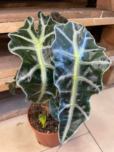 Alocasia amazonica 'Polly' (5).jpg