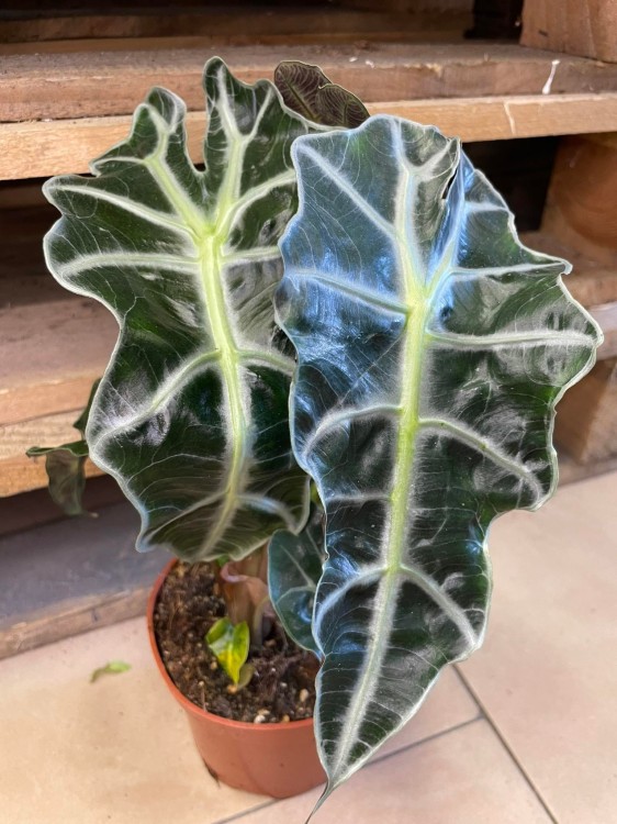 Alocasia amazonica 'Polly' (5).jpg