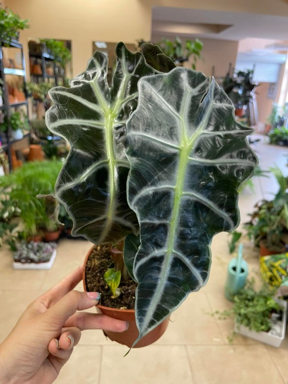 Alocasia amazonica 'Polly' (6).jpg