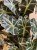 Alocasia amazonica 'Polly' (7).jpg